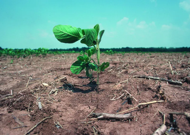 climate enso simultaneous crop failures