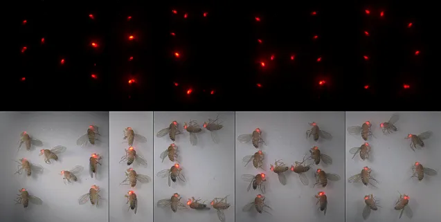 fruit flies with red eyes