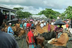 6.10cowmarket 303x202.jpg