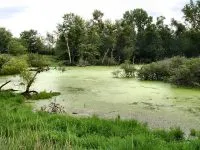 Wetland In Indiana 200x150.jpg