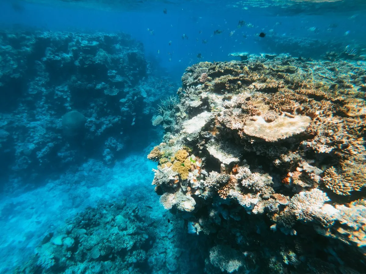 ipcc report ocean health climate