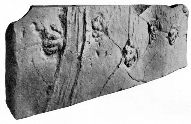 dinosaur footprints and sailing stone track