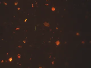 Microplastics found in snow in plastix-snow project