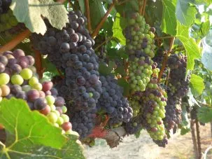 wine grapes growing on vine