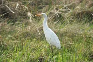 4.4egret 303x202.jpg