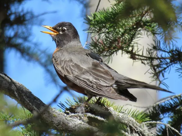 A robin wearing a GPS tracker on its back