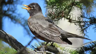 robins migrate 12 days earlier