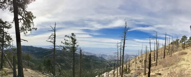 Williams megadrought 2020 trees 637x258.jpg