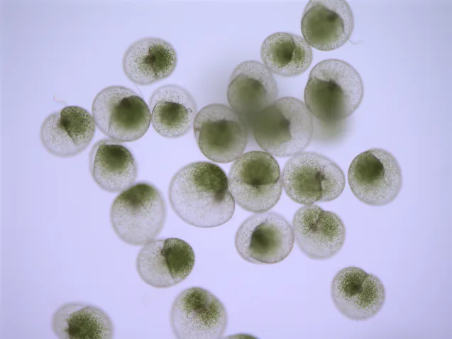 Noctiluca4 637x478.png