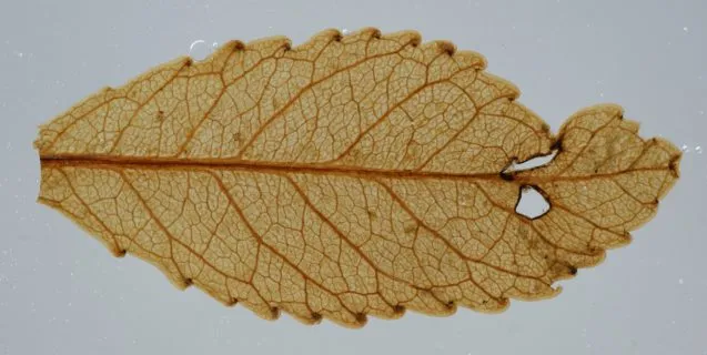 preserved leaf