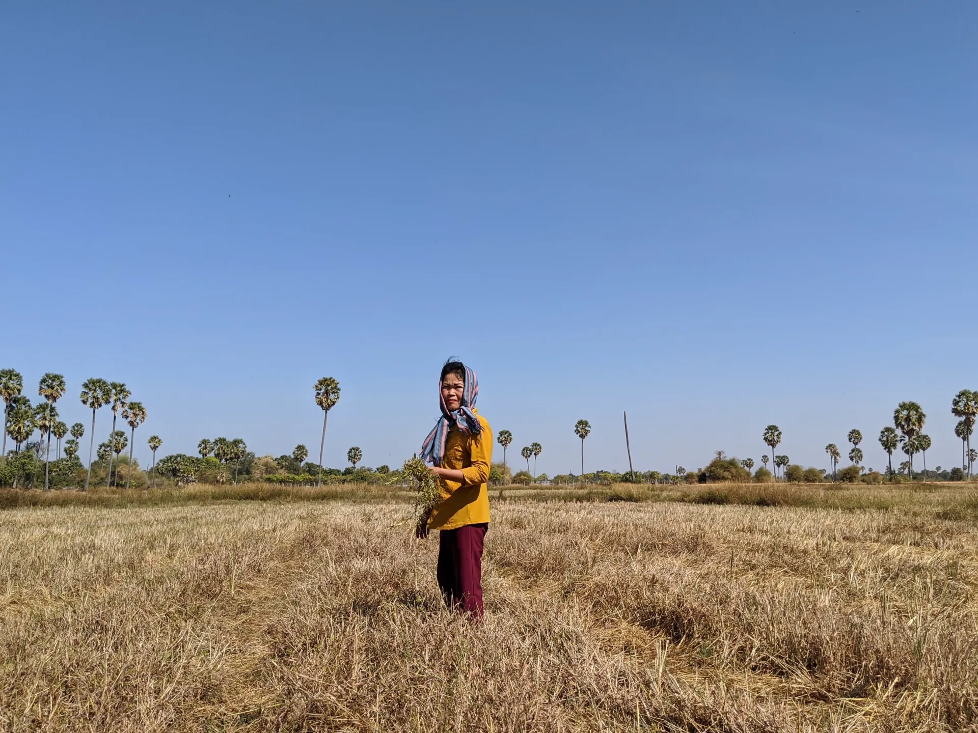 climate arsenic levels rice