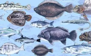 drawing of fish in the hudson