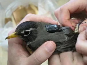 robin in hands with tiny backpack