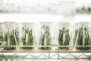 plants in glass containers