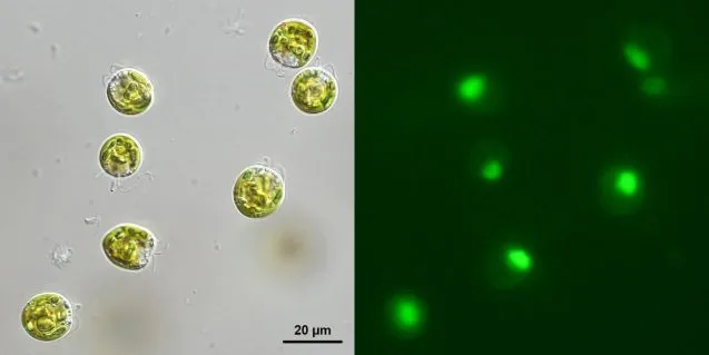 Bock algae 637x319.jpg