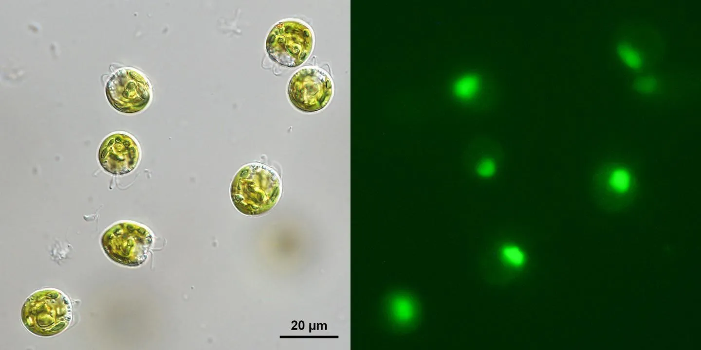 yes flesh eating algae real like prey alive