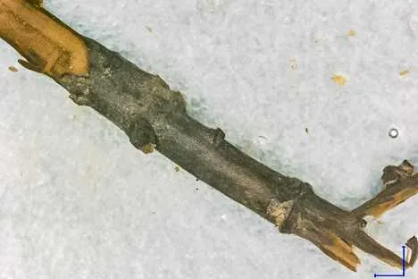 twig on ice