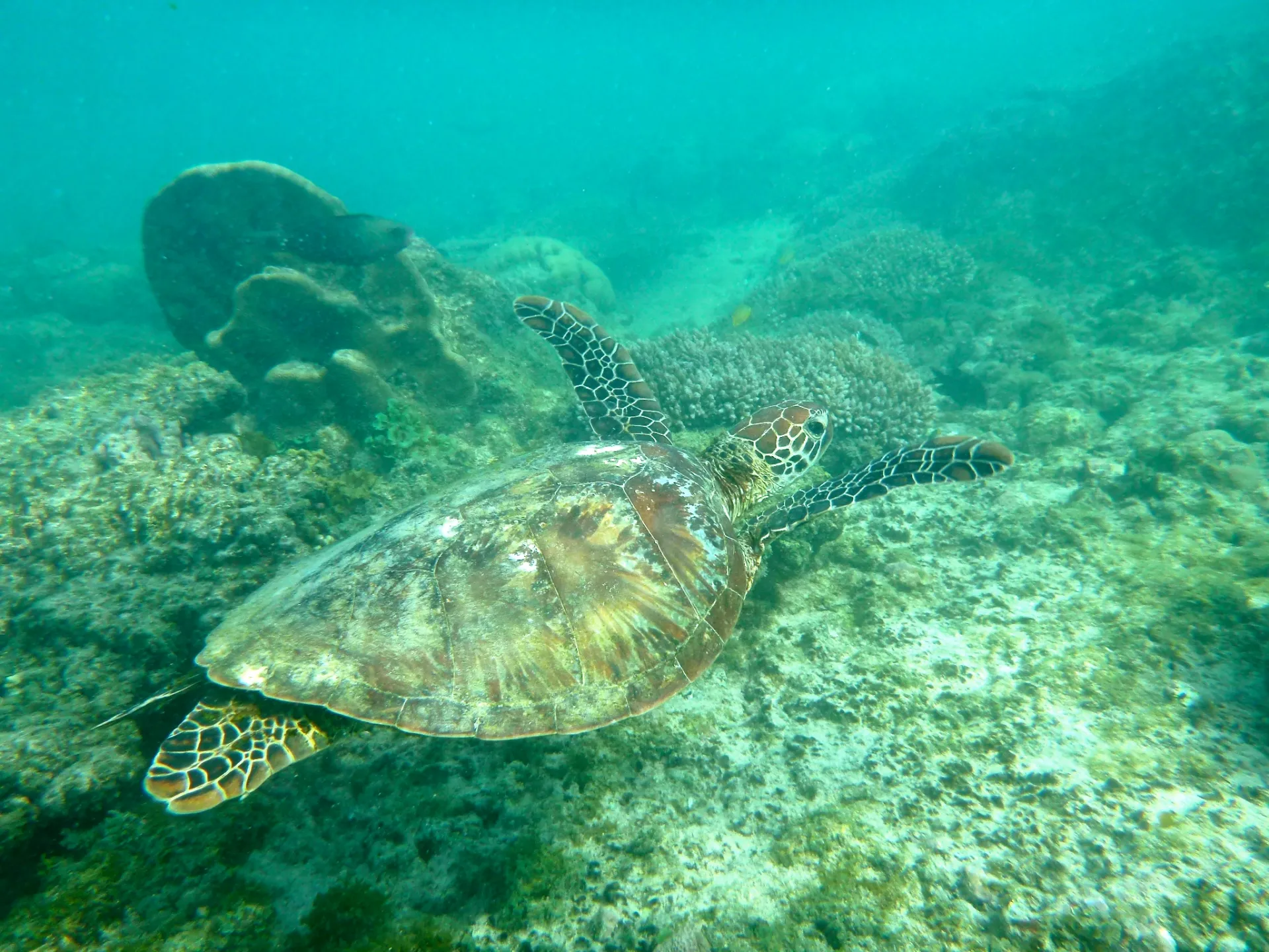 Turtle_Sandstrom - Robert Michael Sandstrom