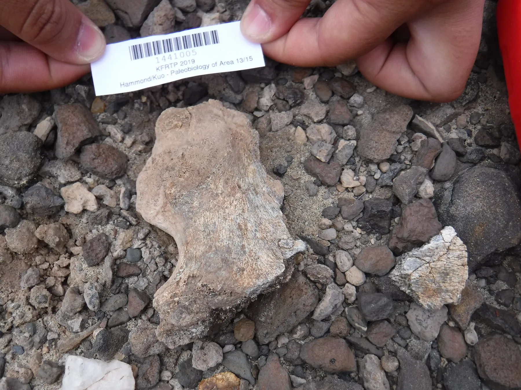 age newly verified one oldest prehuman fossils leads new finds
