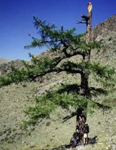 researchers near tree