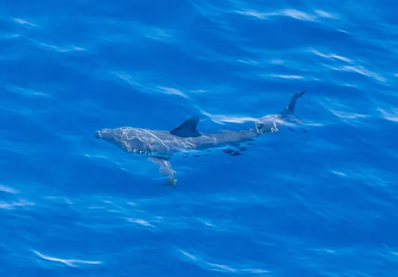 Great White Shark