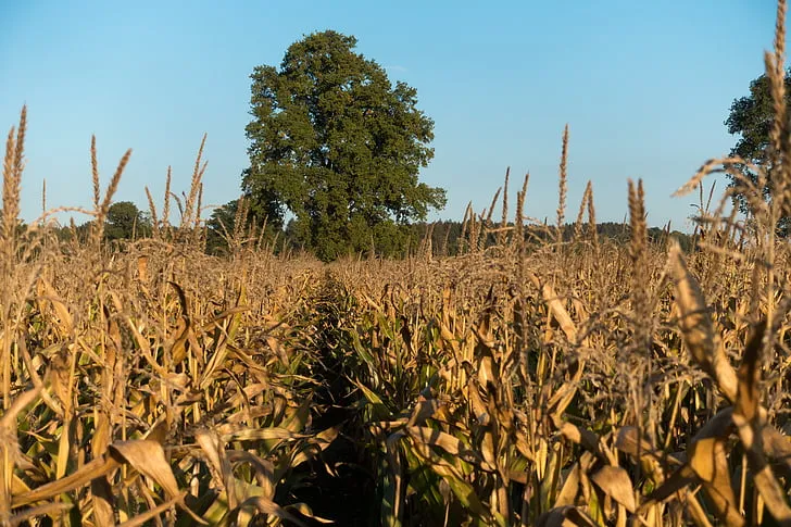 increased heat drought combinations could damage crops globally says study