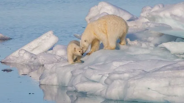 A polar bear with its cub. 