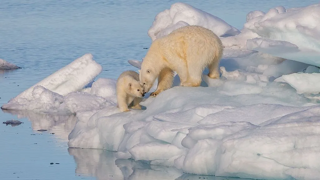 you asked when will polar bears go extinct