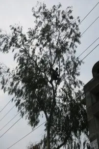 3.10CuttingTree 202x303.jpeg