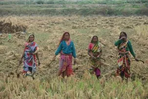 3.7WomenHarvesting 303x202.jpeg