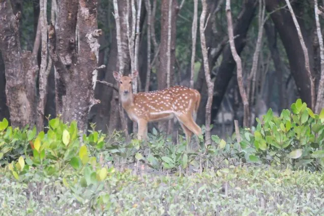 4.11deer2 637x425.jpeg
