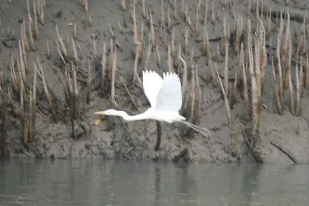 4.12egret 637x425.jpeg