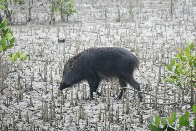 4.9boar 637x425.jpeg