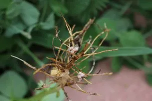 N Fixing Nodules 303x202.jpg