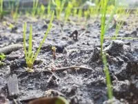 Soil Carbon 200x150.jpg