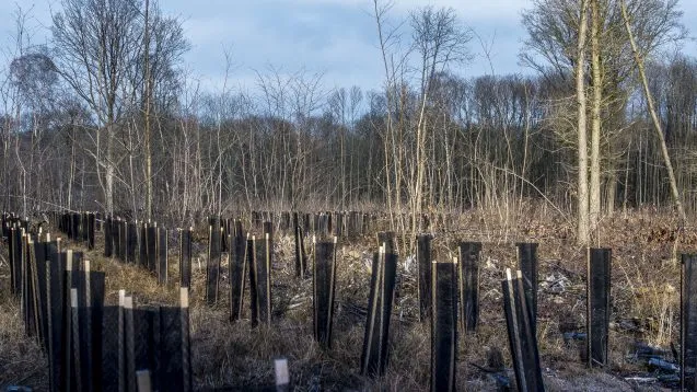 Reforestation 637x358.jpg