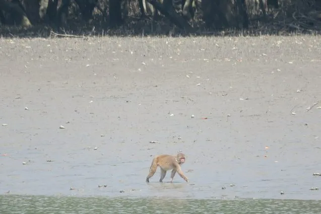 2.2monkey 637x425.jpeg