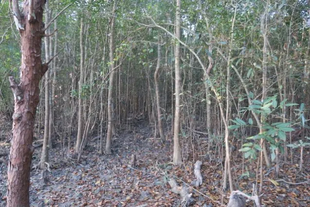 2.denseforest 637x425.jpeg