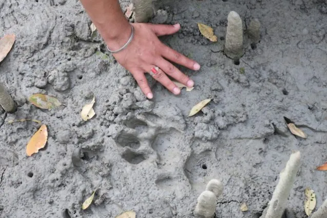 2.pugmark 637x425.jpeg