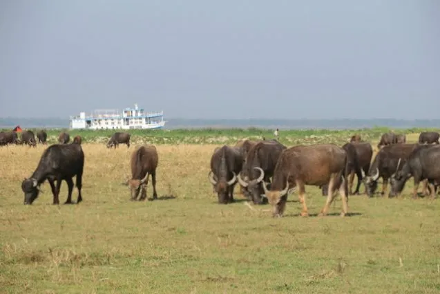 3.waterbuffalo 637x425.jpeg