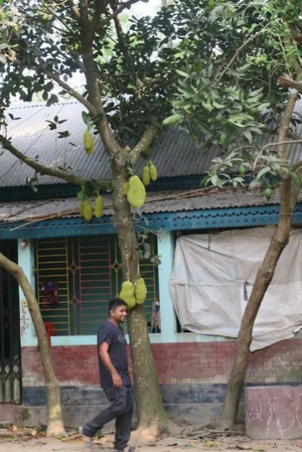1.MasudJackfruit 425x637.jpeg